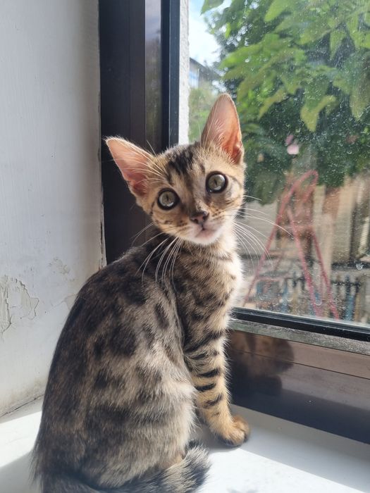 Котенок бенгальский