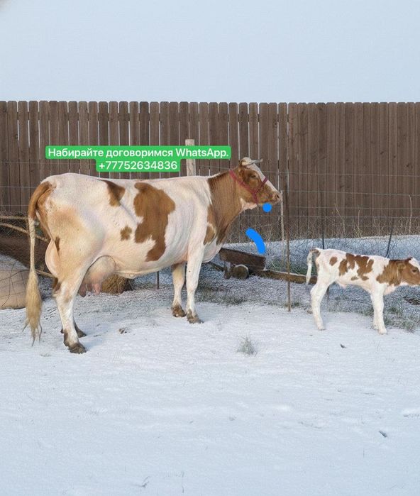 Продаются бычки///