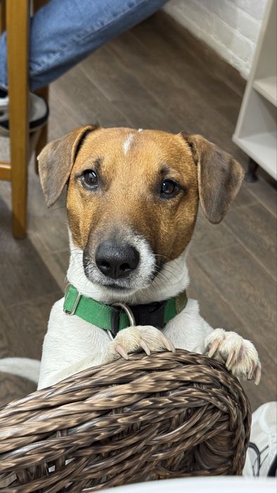 Джек рассел терьер для вязки