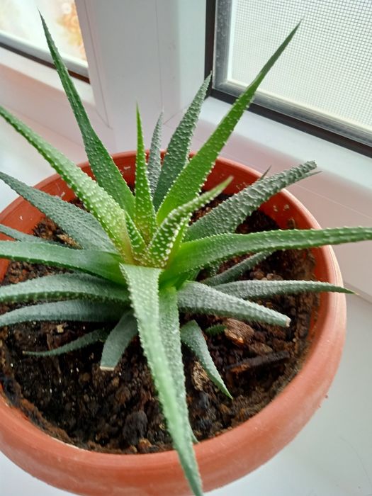 Цветы комнатные продам