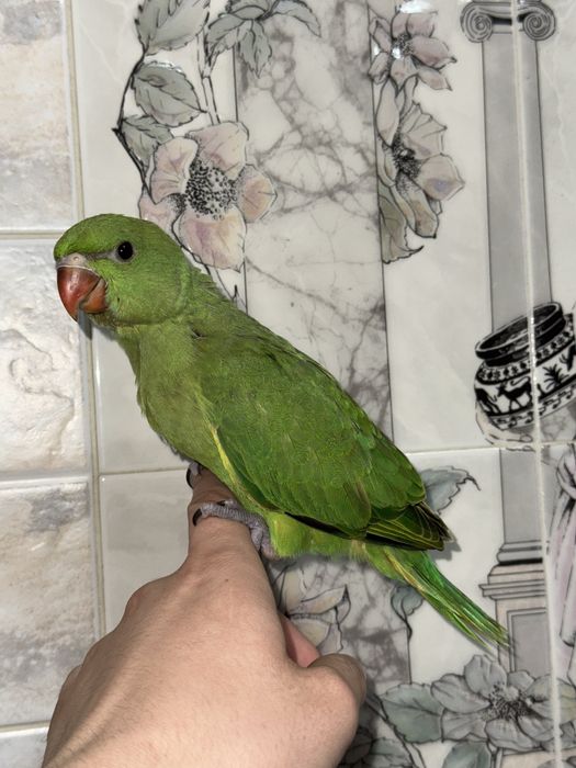 Продается ручной ожереловый попугай