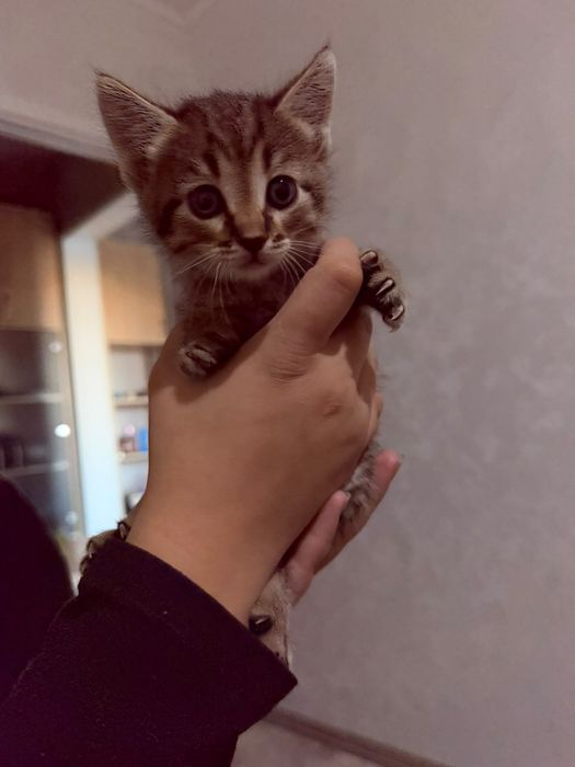 Отдам в добрые руки котят