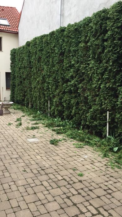 Tuia de vanzare din pepiniera