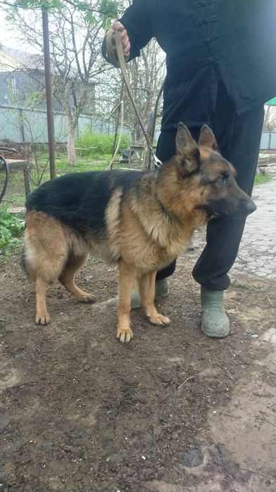 Кобель ищет невесту