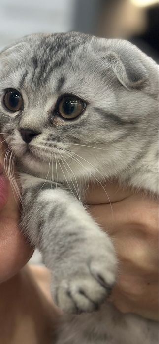 Котенок Британка