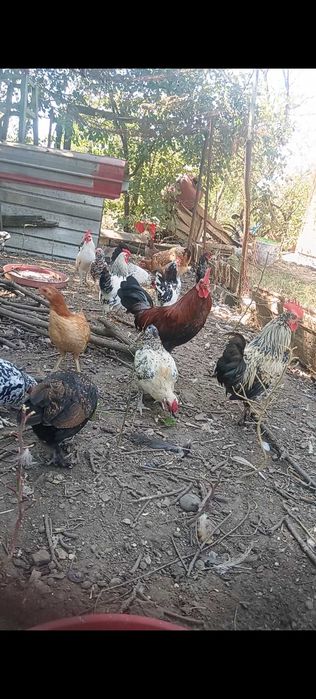 Pereche Găini Pitice de 1 an+ Cocoși pitici de 5 luni .