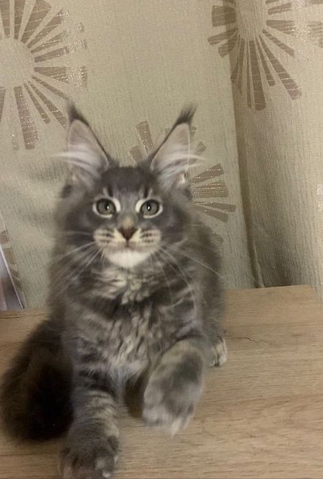 Мейн куун  Момче