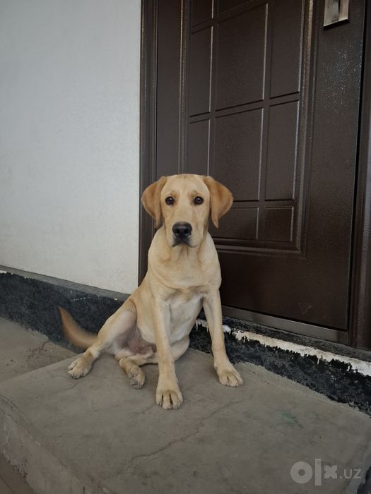 Labrador sotiladi
