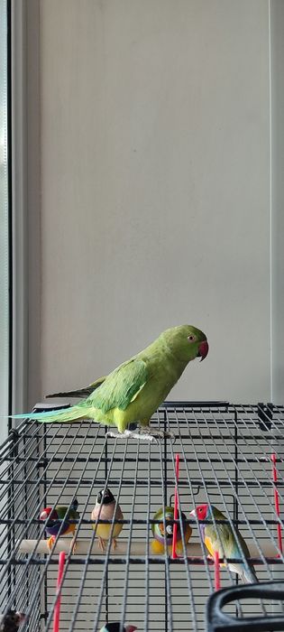 Ожереловый попугай