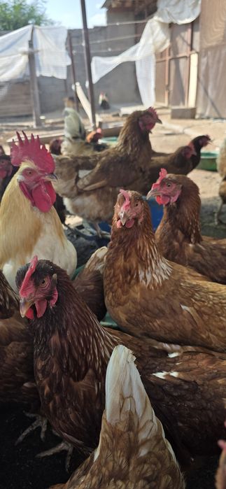 Ломан браун тауық