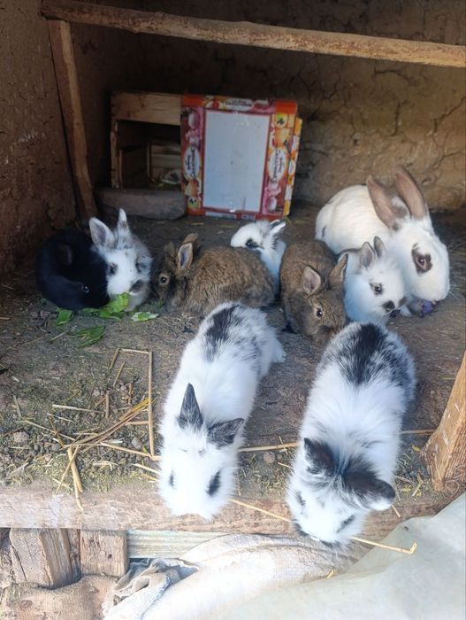 Quyon bollari sotiladi