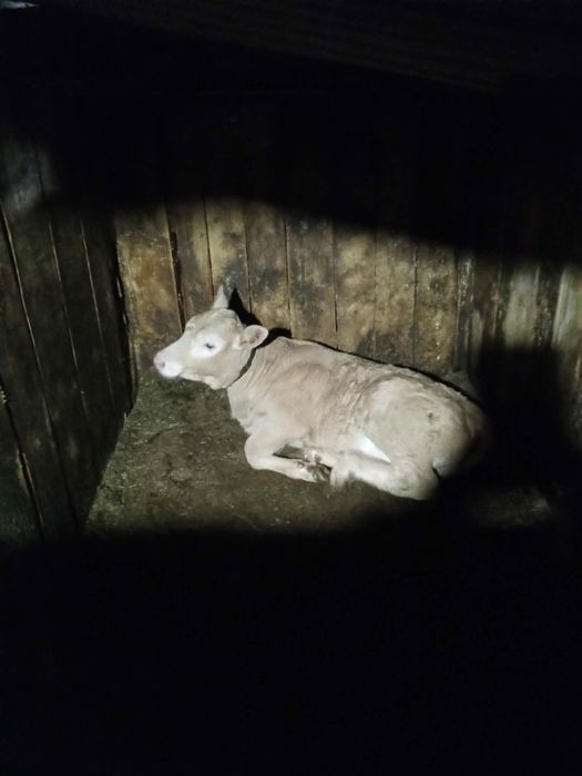 Vacă Bălțată Românească cu vițea metis de charolaise