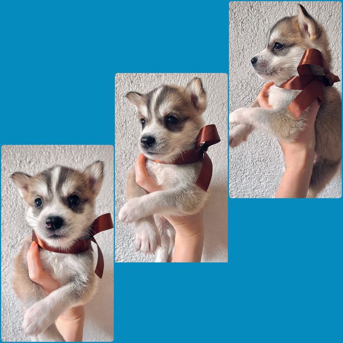 Кученца търсят дом