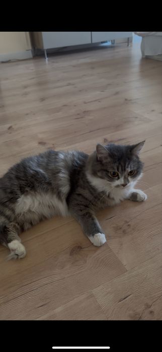 Норвежская лесная кошка
