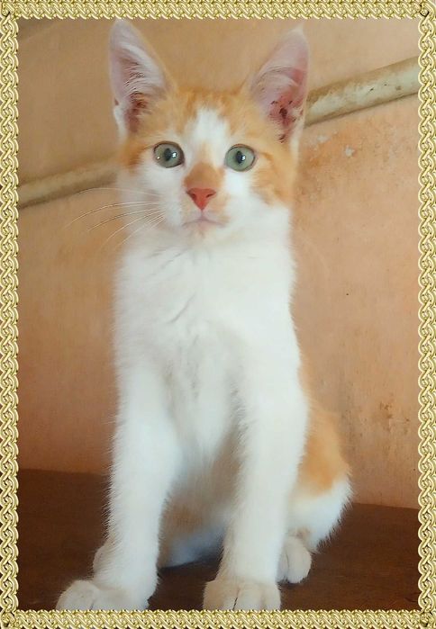Котята в хорошие руки от кошки крысоловки