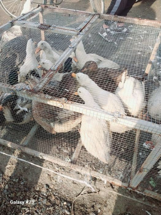 Утки и утята продаются