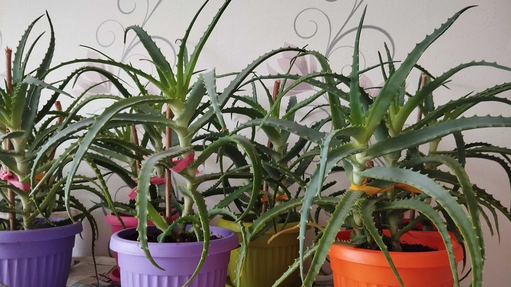 Лечебно Алое (Дървовидно Aloe Аrborescens) над 3г