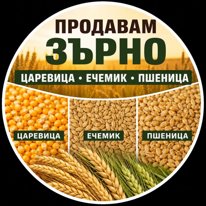 Пшеница, ечемик и слънчоглед – реколта 2026 г.