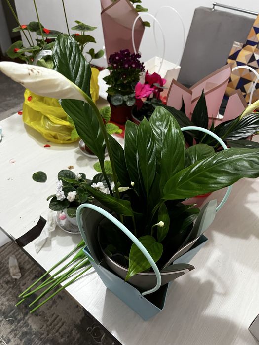 Гүлдер сатылады табиғи