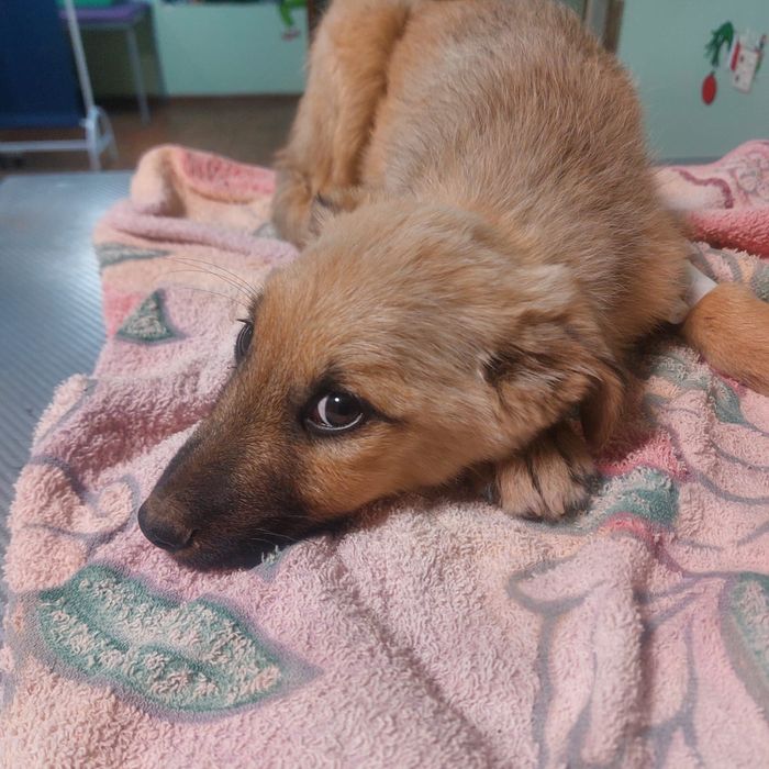 Щенок в добрые руки