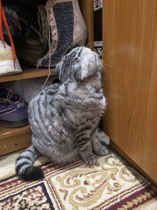 Продам кошку  срочно
