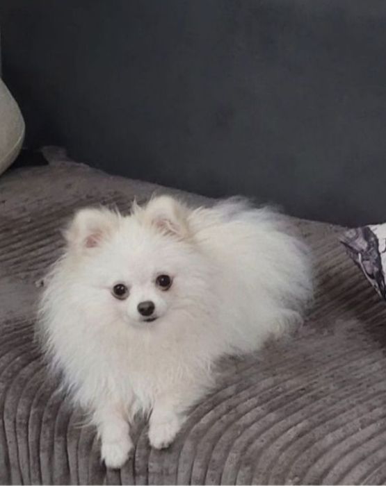 Михал-Михалыч, жених, цверг шпиц