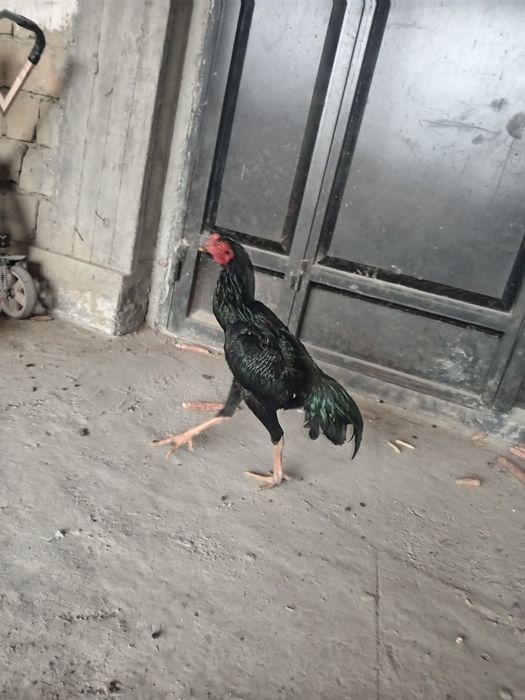 Майский чужа тозза шамо сотилади