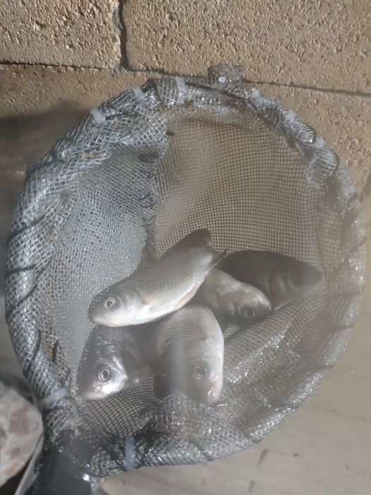 Продам живца-карась