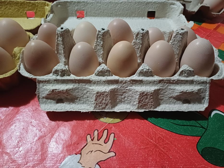 Vând ouă tari de ciocnit pt Paști