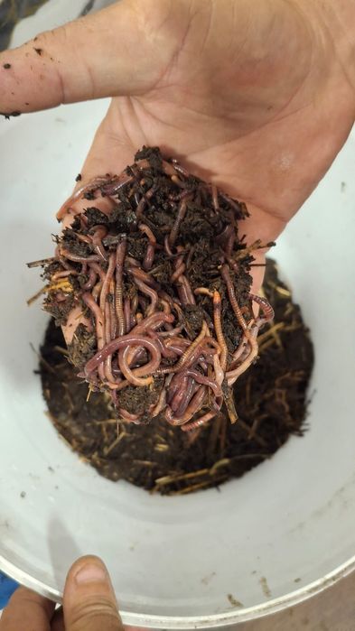 Черви в наличии .