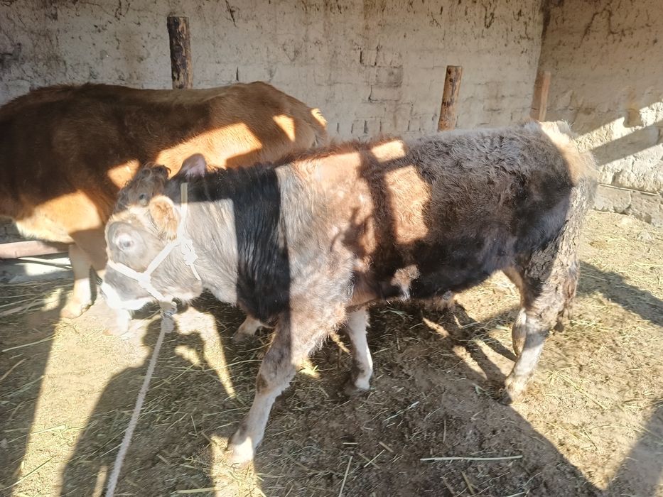 Үйде бидай жеп тұрған бучок