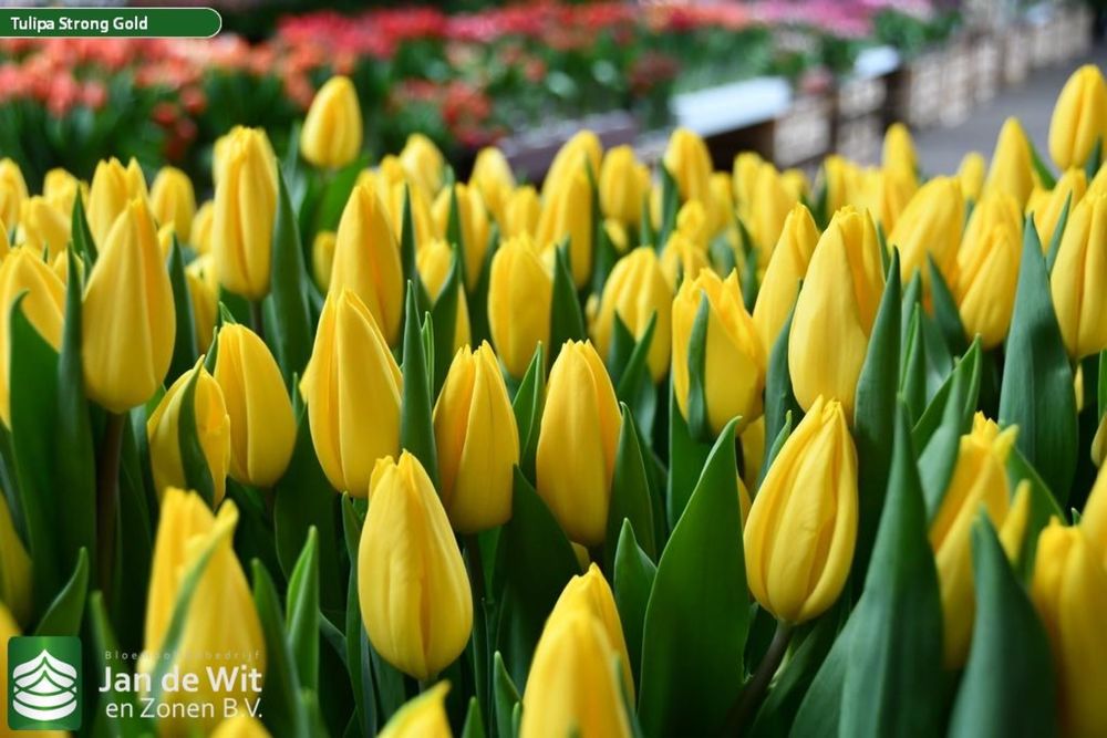 Тюльпаны оптом местные