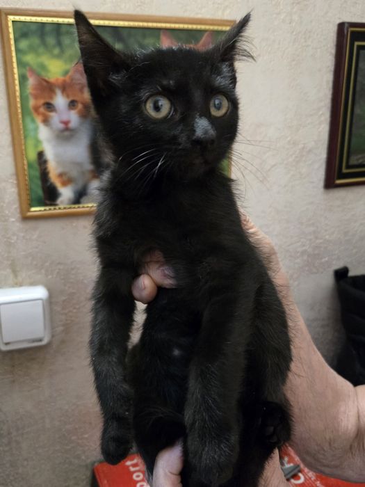 Продам не дорого