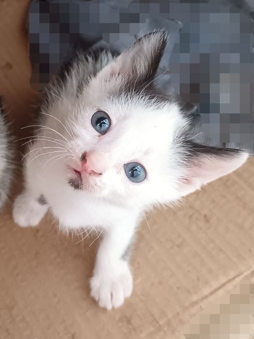 дадим котят в добрые руки
