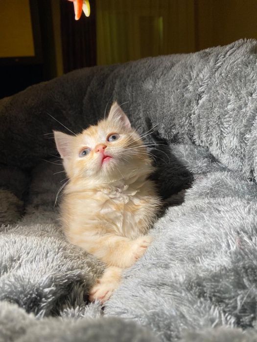 Продам вислоухих котят