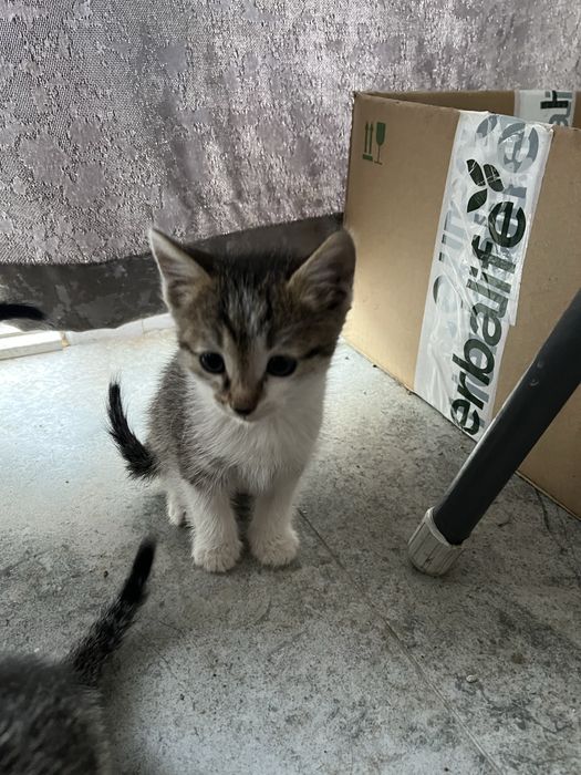 Отдам котят в хорошие руки