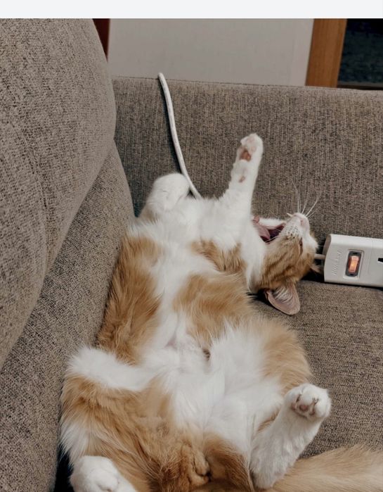 Отдам кошку в добрые руки!!!