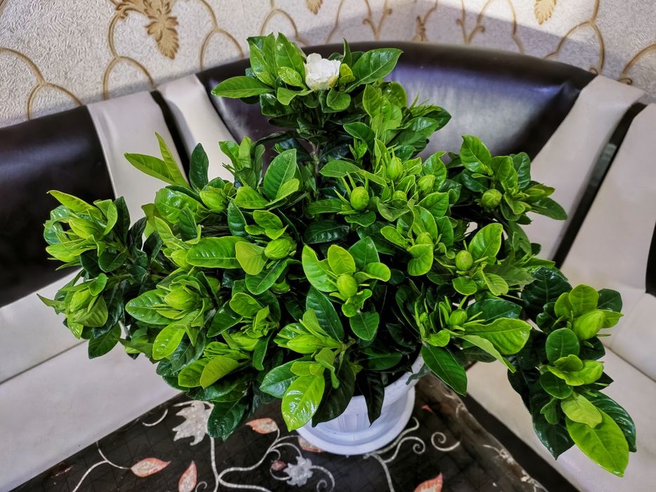 Комнатные растения. Доставка есть