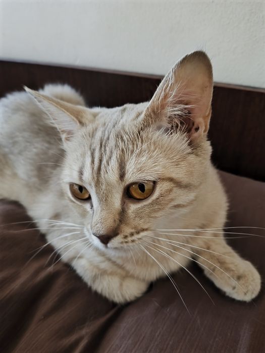 Кошка дворовая 10 месяцев.