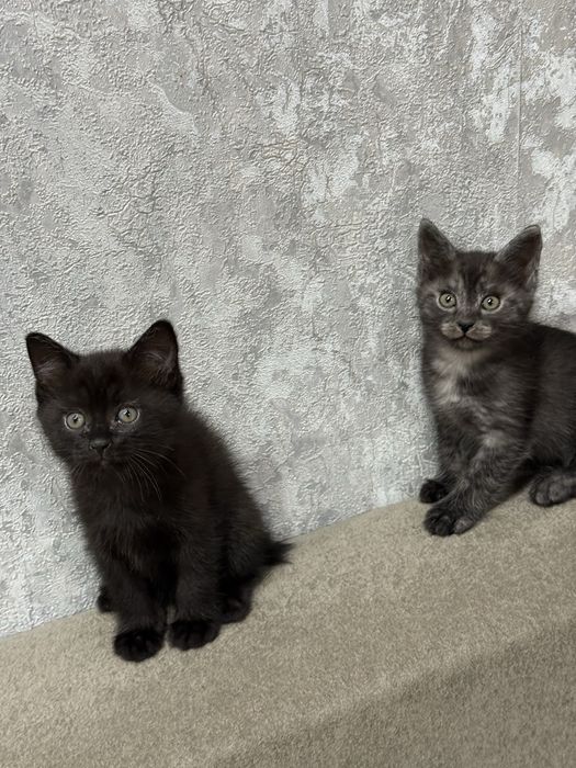 Котята  бесплатно