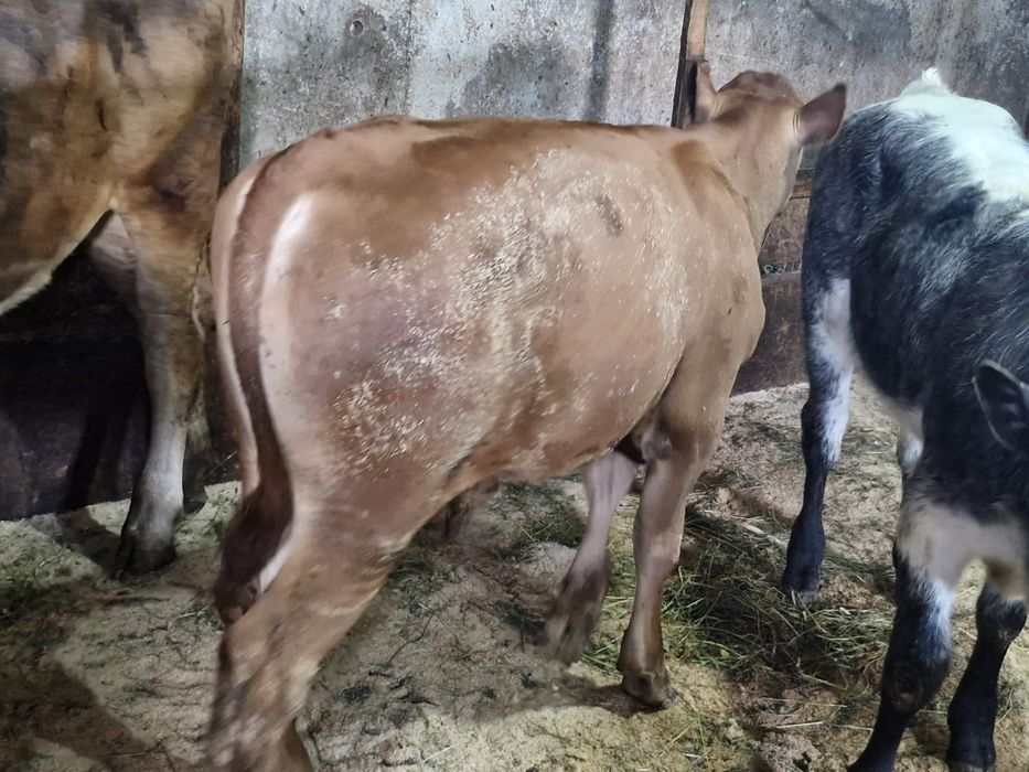 Vand o vitica belgiana si un tauras Angus