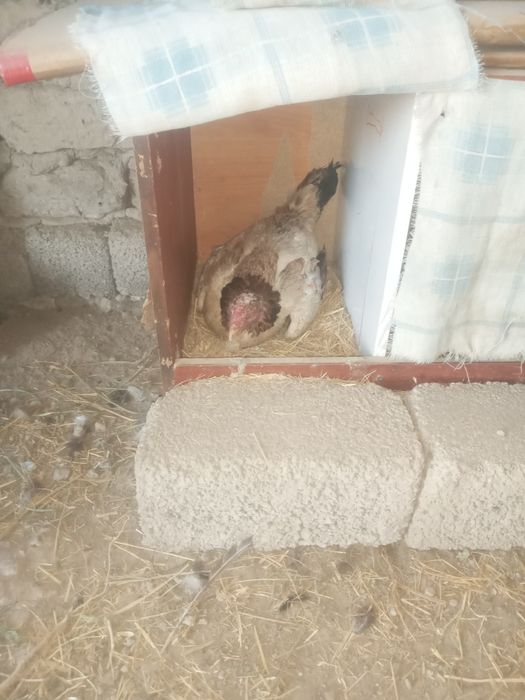Dakan xo‘roz 3ta tovuq bilan sotiladi
