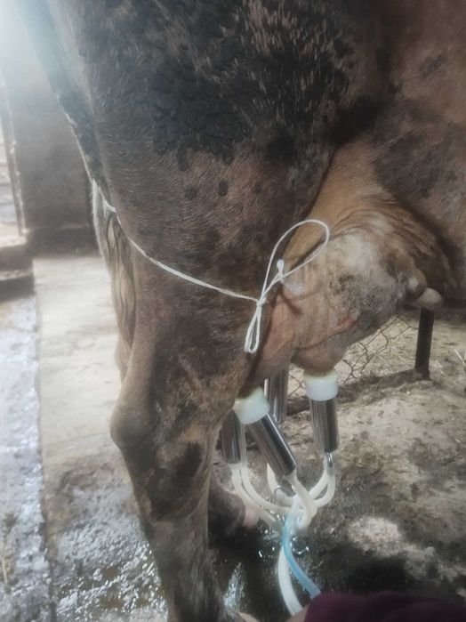 Продам корову доиных
