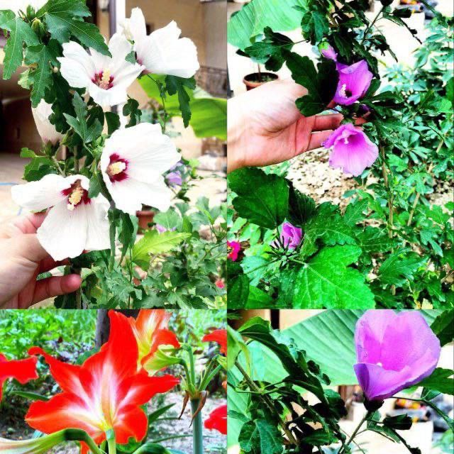 Гибискус сирийский