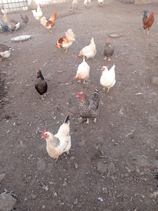 Яйца домашних кур