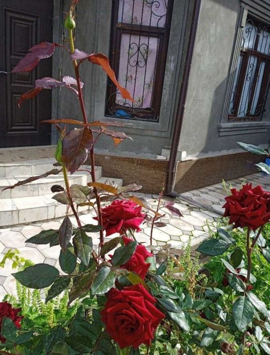 (22) Сдаётся Участок Эркин постдан 4 км утганда жойлашган