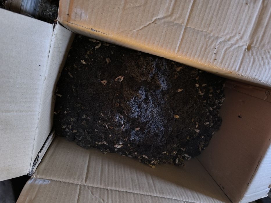 Восковая моль Продам ПЖВМ Огнёвка