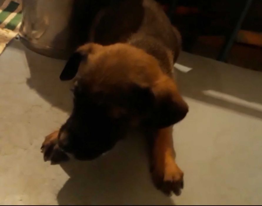 Щенки девочки в добрые руки