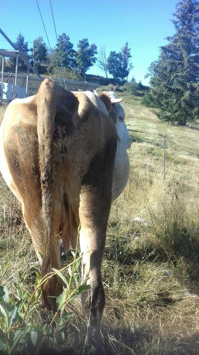 Vaca de vânzare.