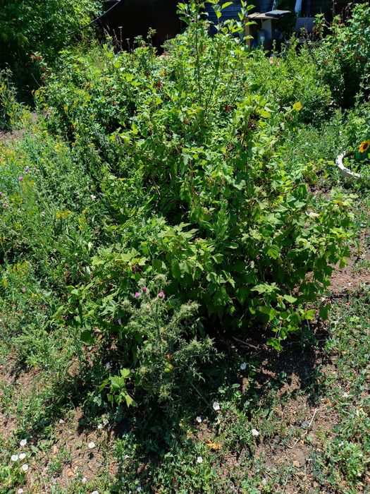 Дачный участок по зеренде